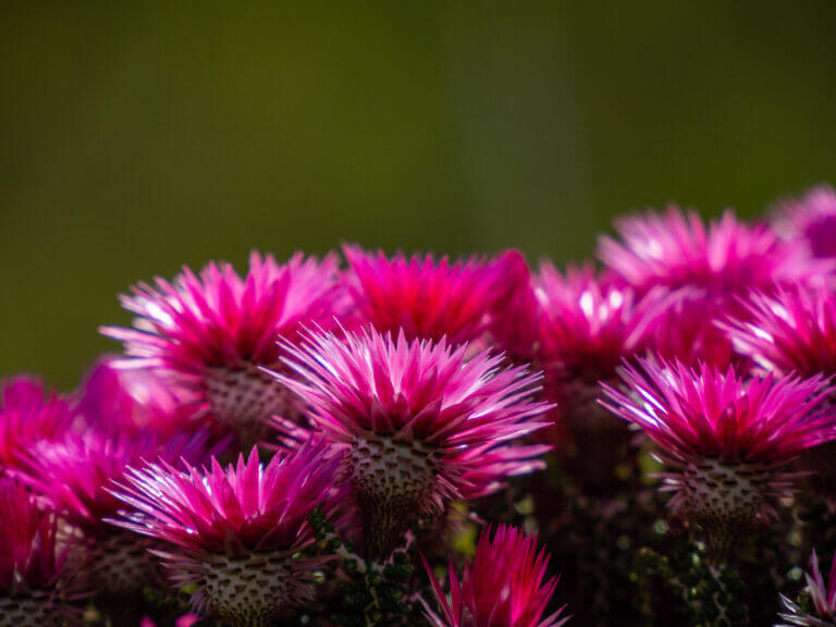 Kogelberg Nature Trail